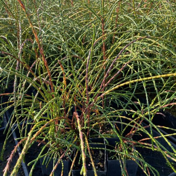 whipcord cedar