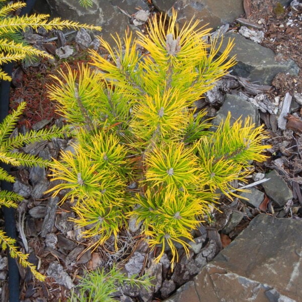 wintergold mugo pine
