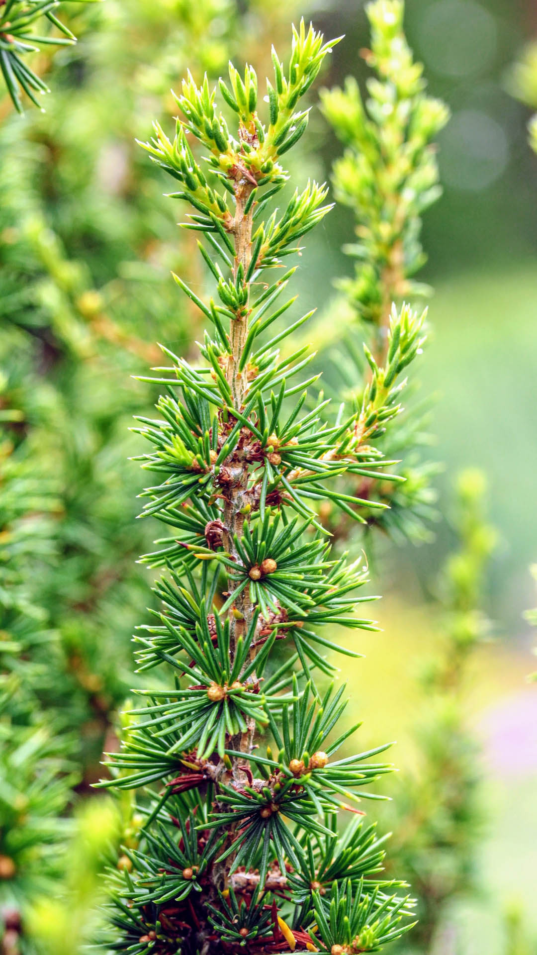 Cedrus brevifolia ‘Kenwith’