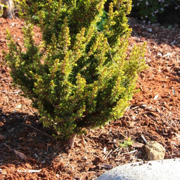 Cedrus brevifolia 'Kenwith' Cyprian Cedar