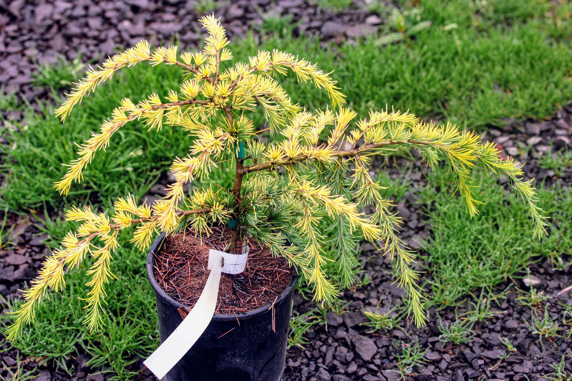 Cedrus deodara 'Gold Cascade' Himalayan Cedar Conifer Kingdom