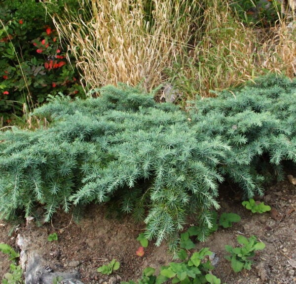Cedrus deodara 'Prostrate Beauty' Himalayan Cedar