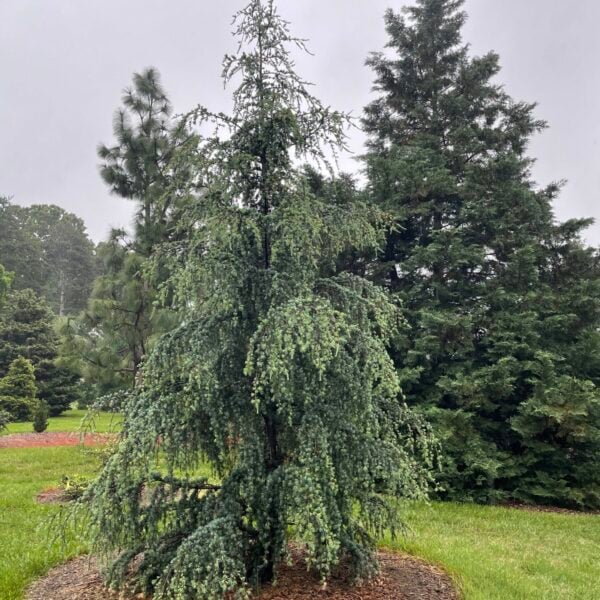 Cedrus libani 'Blue Angel' Cedar of Lebanon