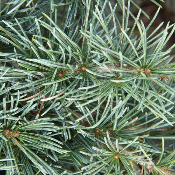 Cedrus libani ‘Blue Angel’