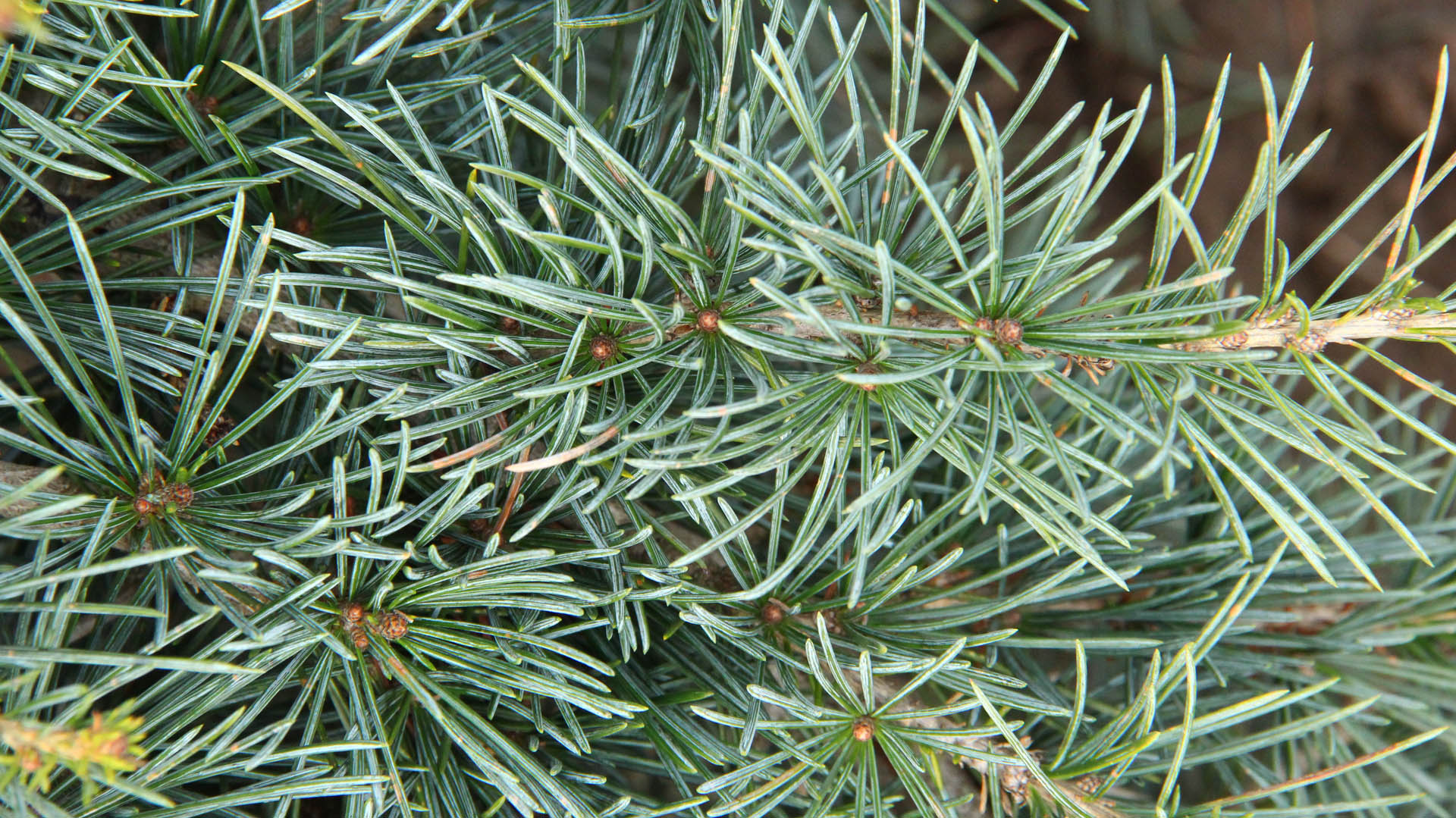 Cedrus libani ‘Blue Angel’