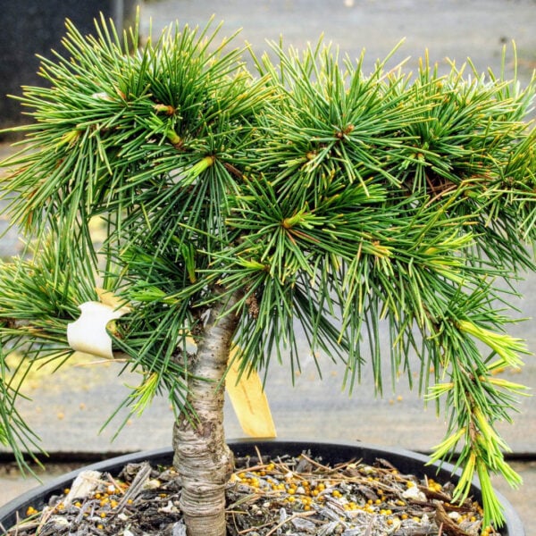 Cedrus libani 'Katere'  Cedar of Lebanon