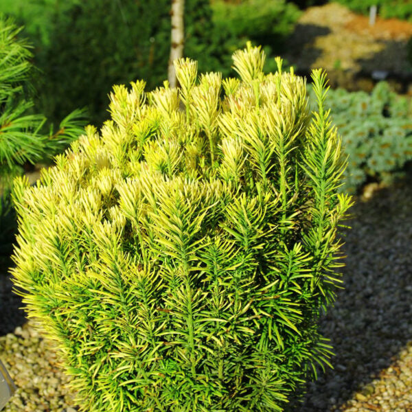 Cephalotaxus harringtonia 'Korean Gold' Plum Yew