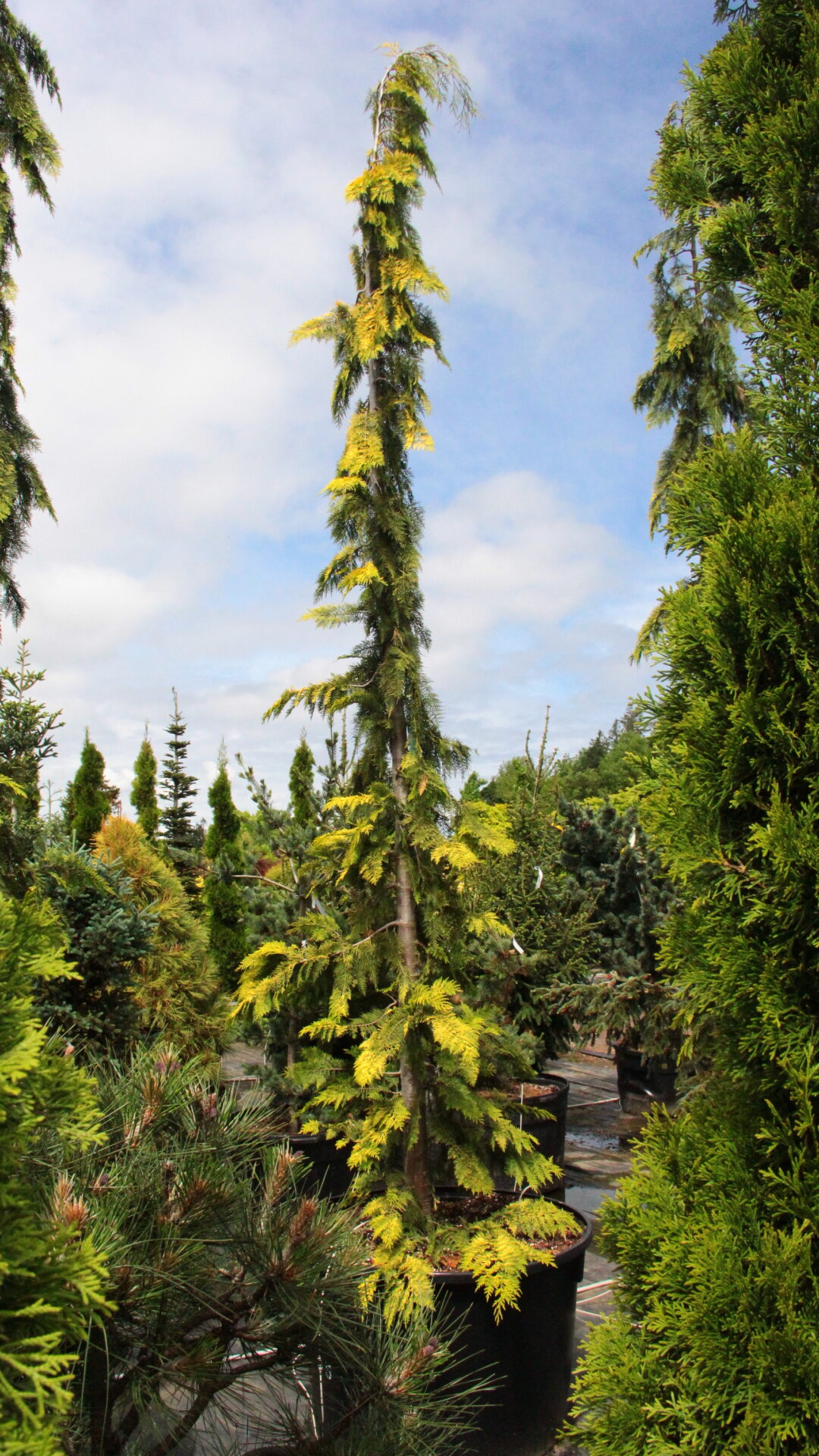 Filip's Golden Tears Lawson Cypress | Upright Gold Conifer