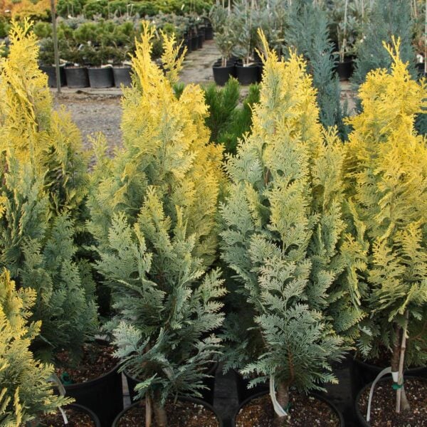 Chamaecyparis lawsoniana 'Kingswood' Lawson Cypress