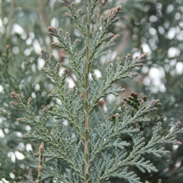 Chamaecyparis lawsoniana 'New Silver' Lawson Cypress
