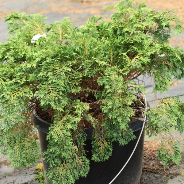 Chamaecyparis lawsoniana 'Rijnhof' Lawson Cypress