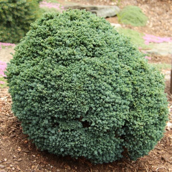 Chamaecyparis lawsoniana 'Rimpelaar' Lawson Cypress