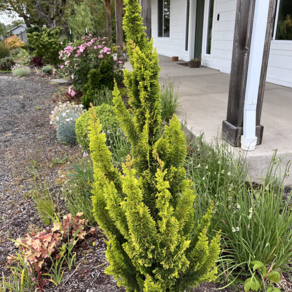 Chamaecyparis lawsoniana 'Yellow Spire' Lawson Cypress