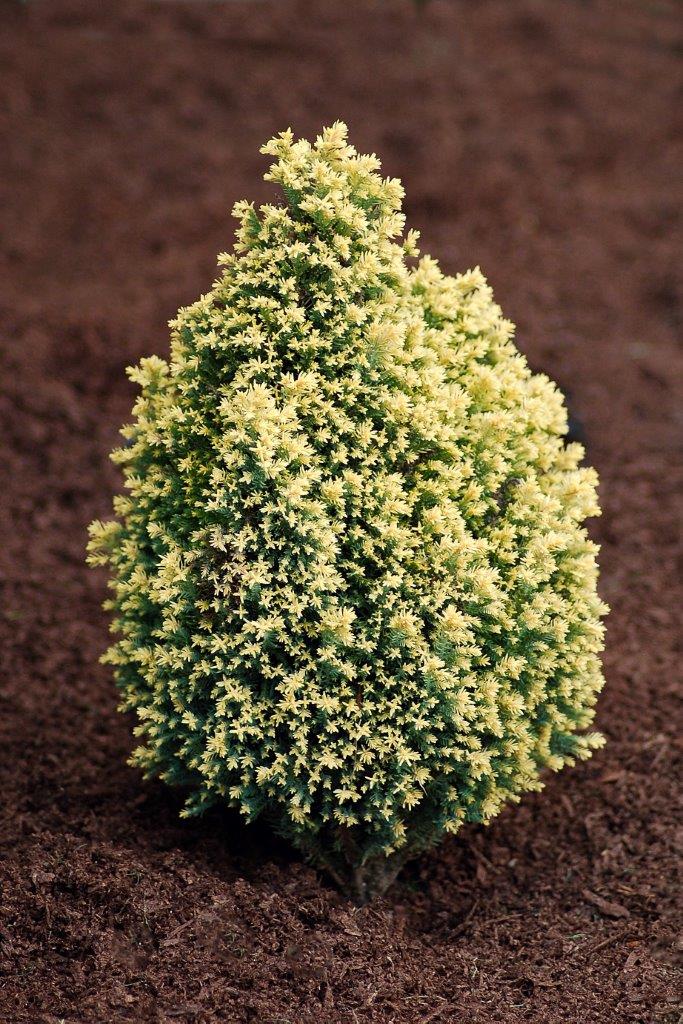 Chamaecyparis lawsoniana ‘Treasure Island’