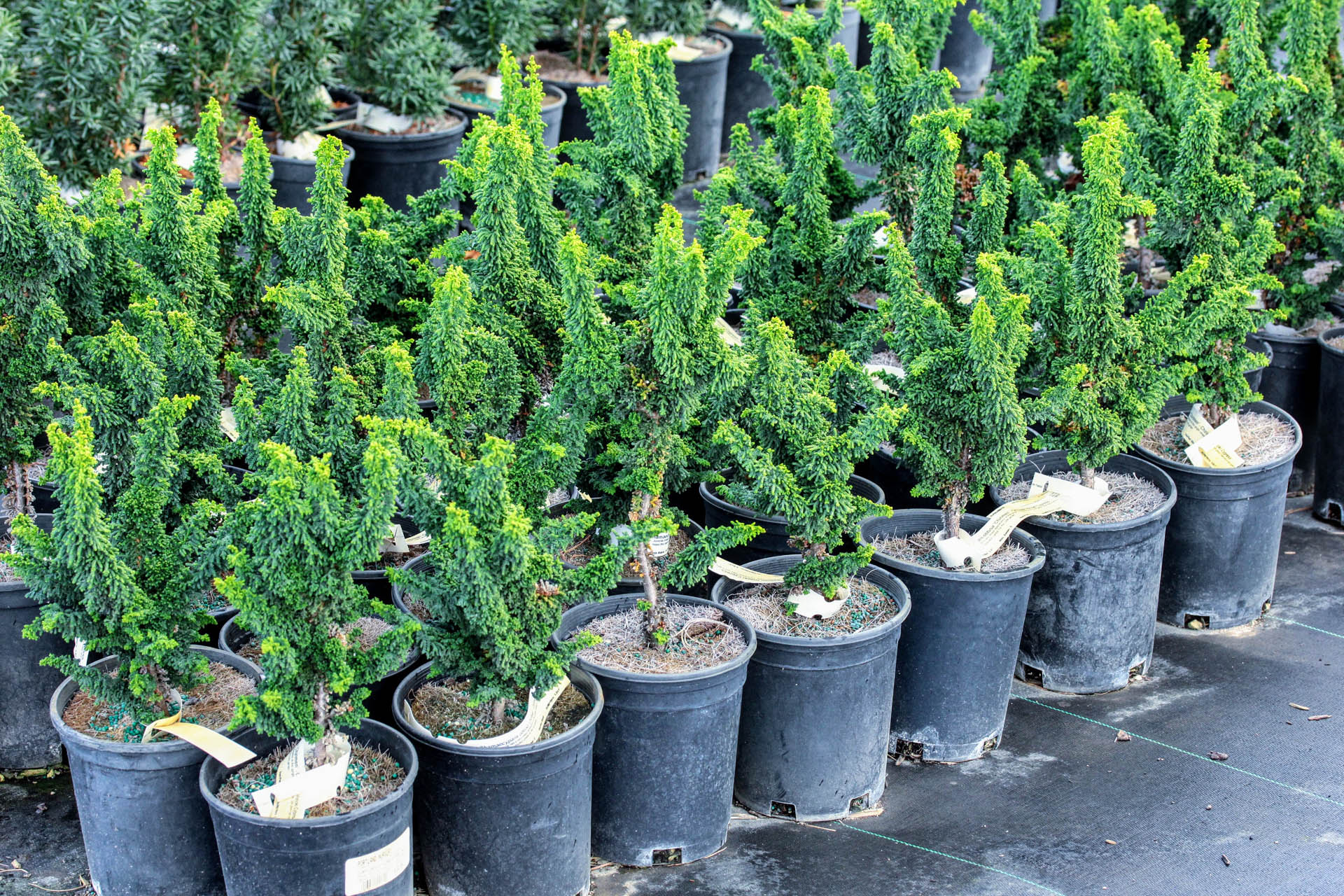 Chamaecyparis obtusa ‘Chirimen’