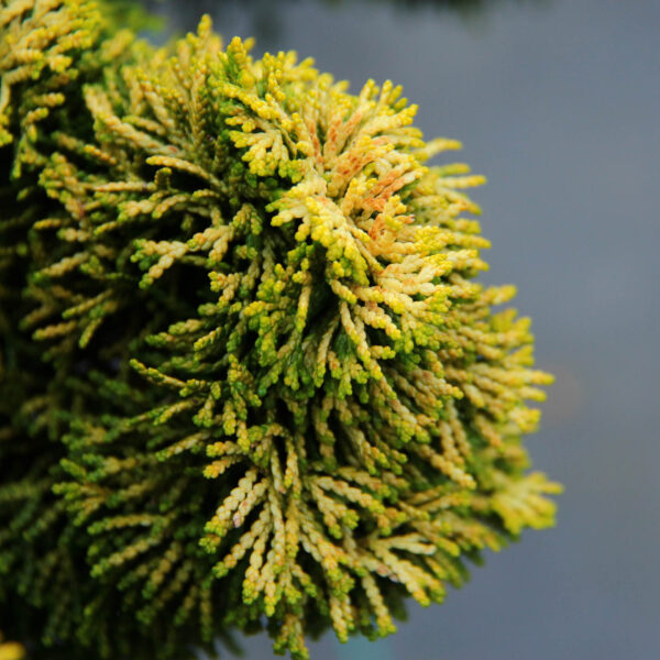 Chamaecyparis obtusa 'Nana Lutea' Hinoki Cypress
