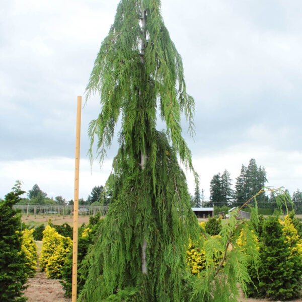 Cupressus nootkatensis 'Glauca Pendula'  Alaskan Cedar