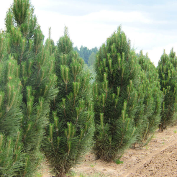 Pinus nigra ‘Arnold Sentinel’