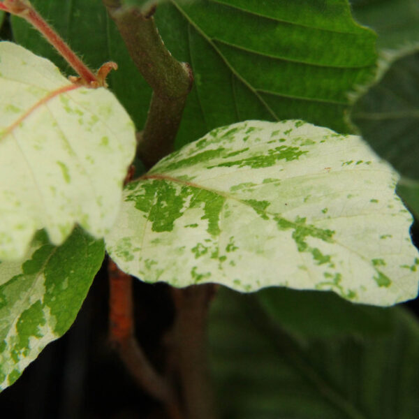 Marmorata European Beech