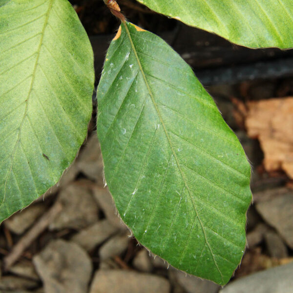 Marmorata European Beech