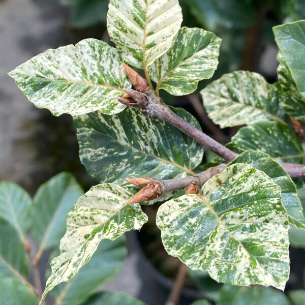 Marmorata European Beech