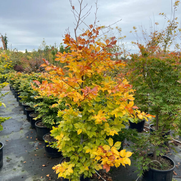 Fagus sylvatica 'Marmorata'