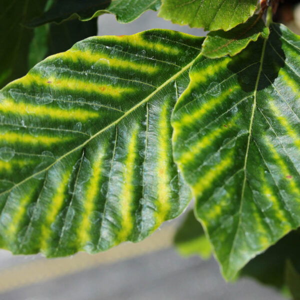 Fagus sylvatica 'Striata'