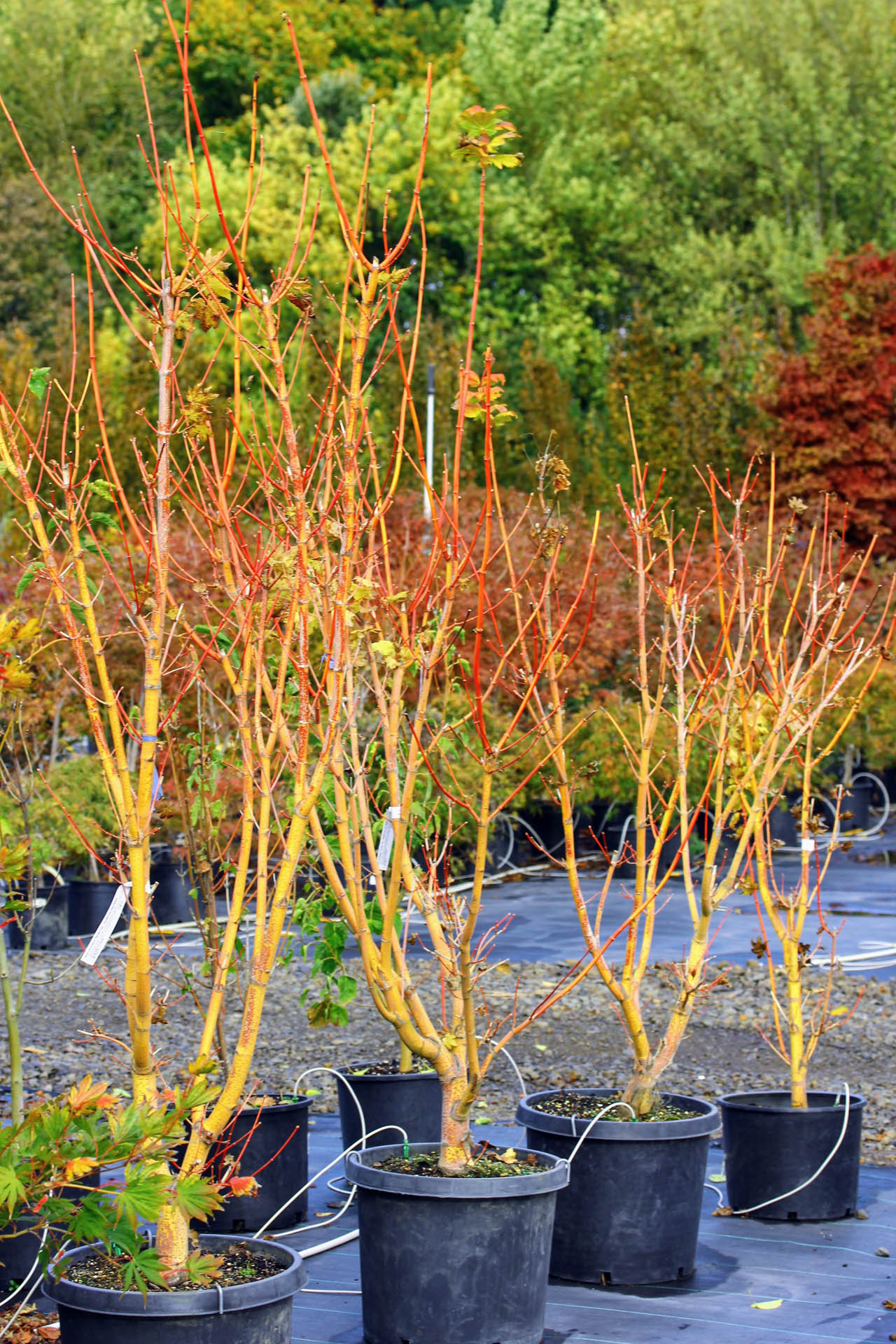 Acer circinatum 'Pacific Fire' Vine Maple | Conifer Kingdom