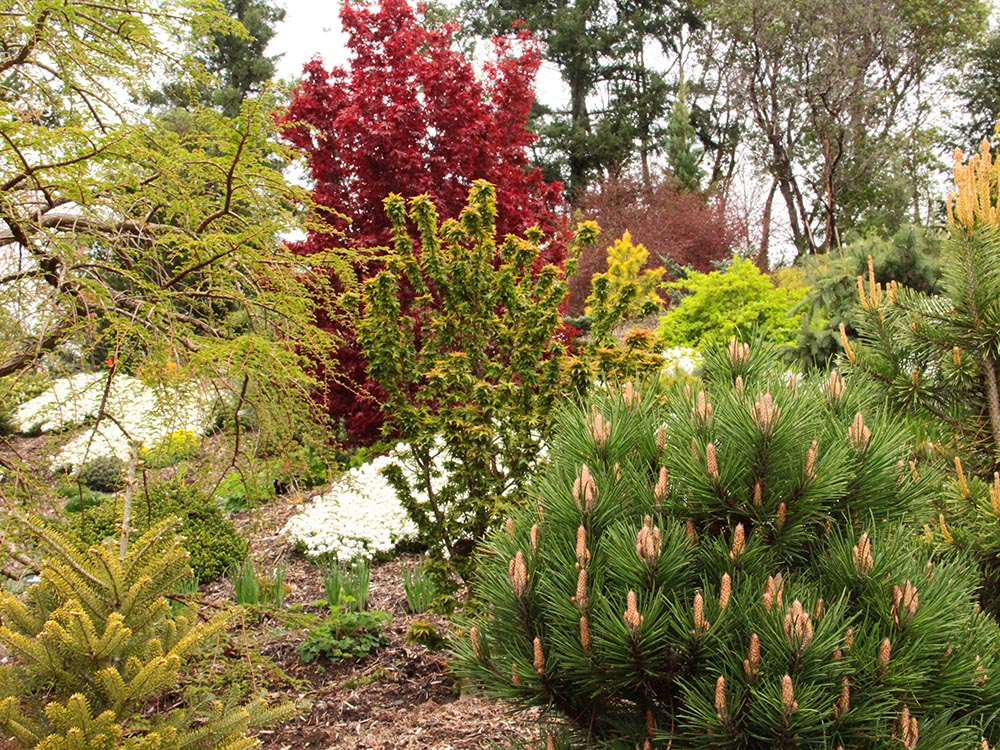 dwarf Japanese maple