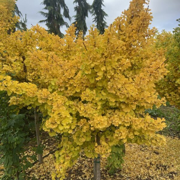 Ginkgo biloba 'Mariken' Dwarf Maidenhair Tree