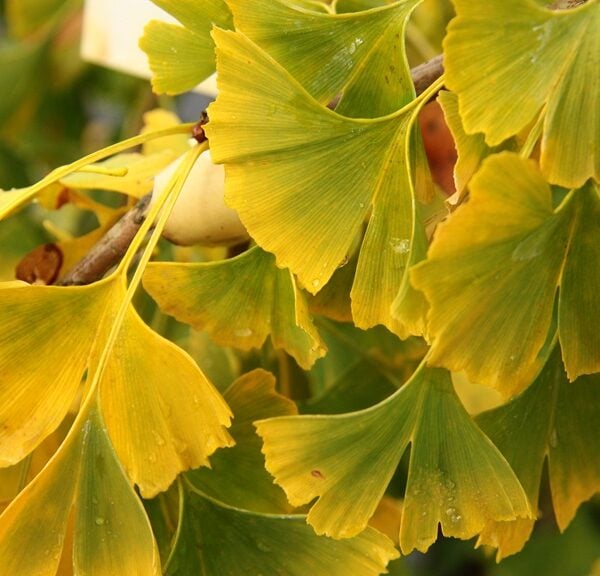 Ginkgo biloba ‘Boleslaw Chrobry’ Maidenhair Tree