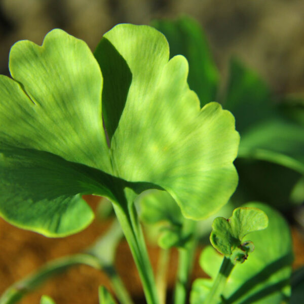 Ginkgo biloba 'Buddy'  Maidenhair Tree