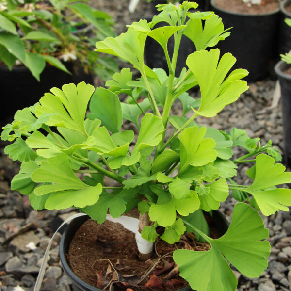 Ginkgo biloba 'Everton Broom' Maidenhair Tree