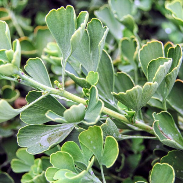 Ginkgo biloba 'Jade Butterfly' (#1 Container) $350 Gift