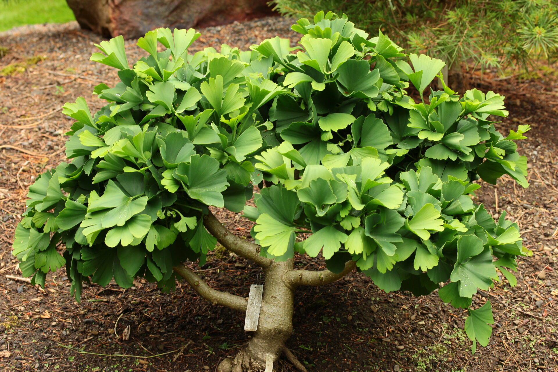 Wakker worden Billy doen alsof Ginkgo biloba 'Troll' Maidenhair Tree | Conifer Kingdom