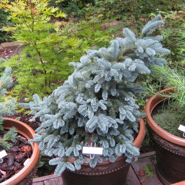 Picea pungens 'Glauca Procumbens' Colorado Spruce