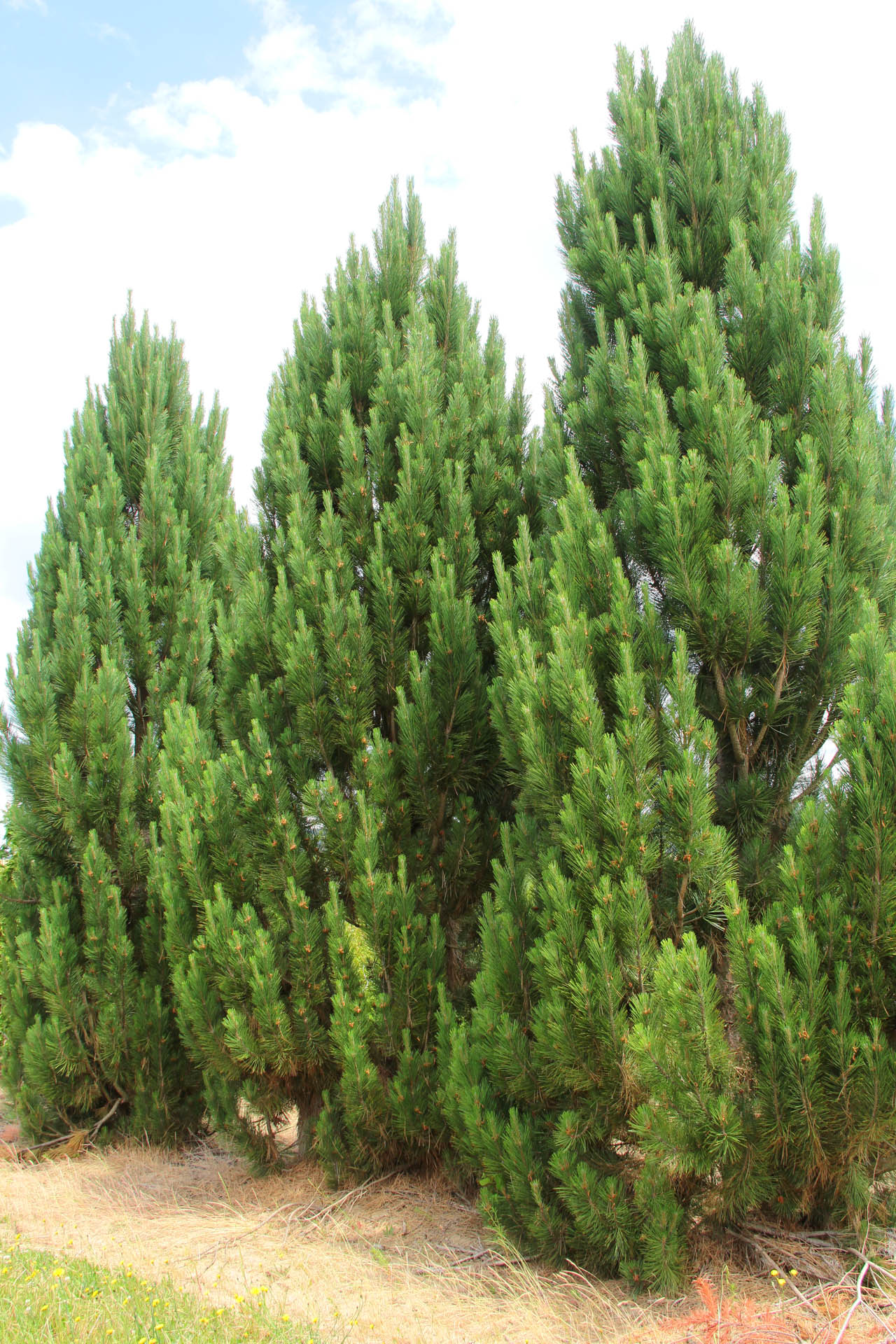 Pinus nigra ‘Frank’