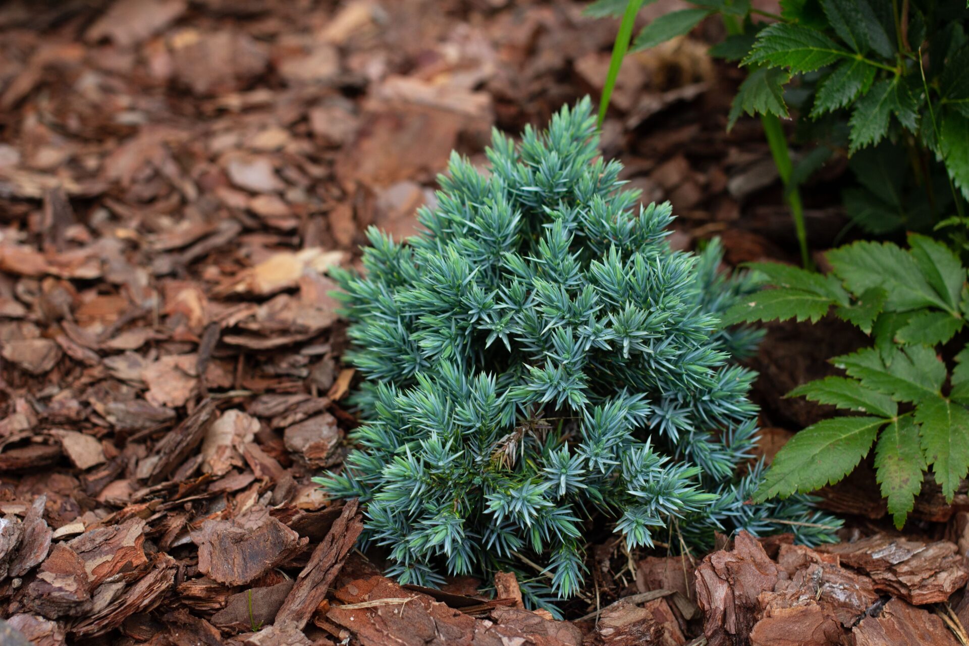 Five plants Evergreen Angelica Blue Juniper 
