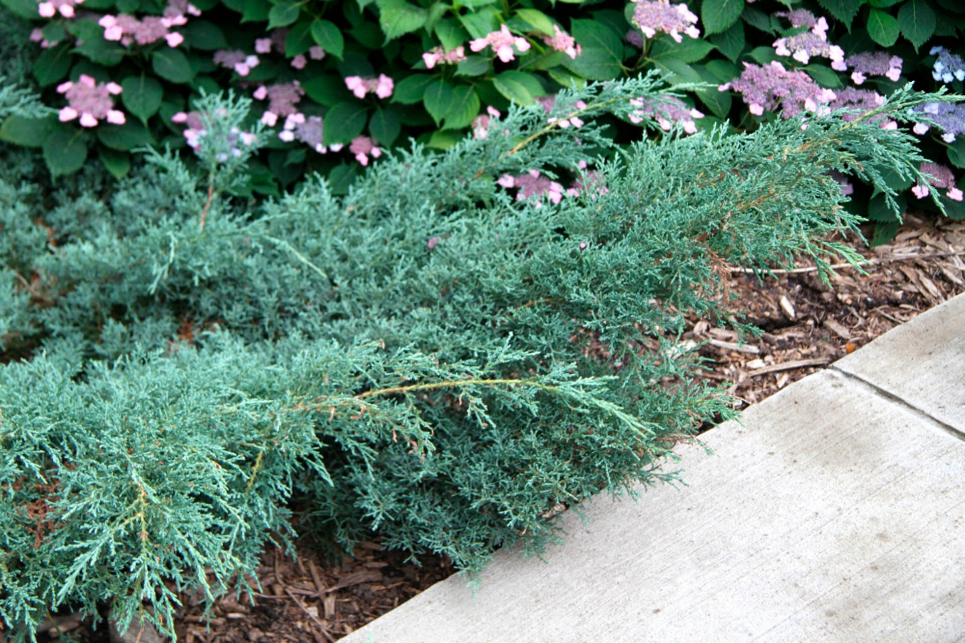 Juniperus-chinensis-Angelica-Blue-Chinese-Juniper-blue-ground-cover