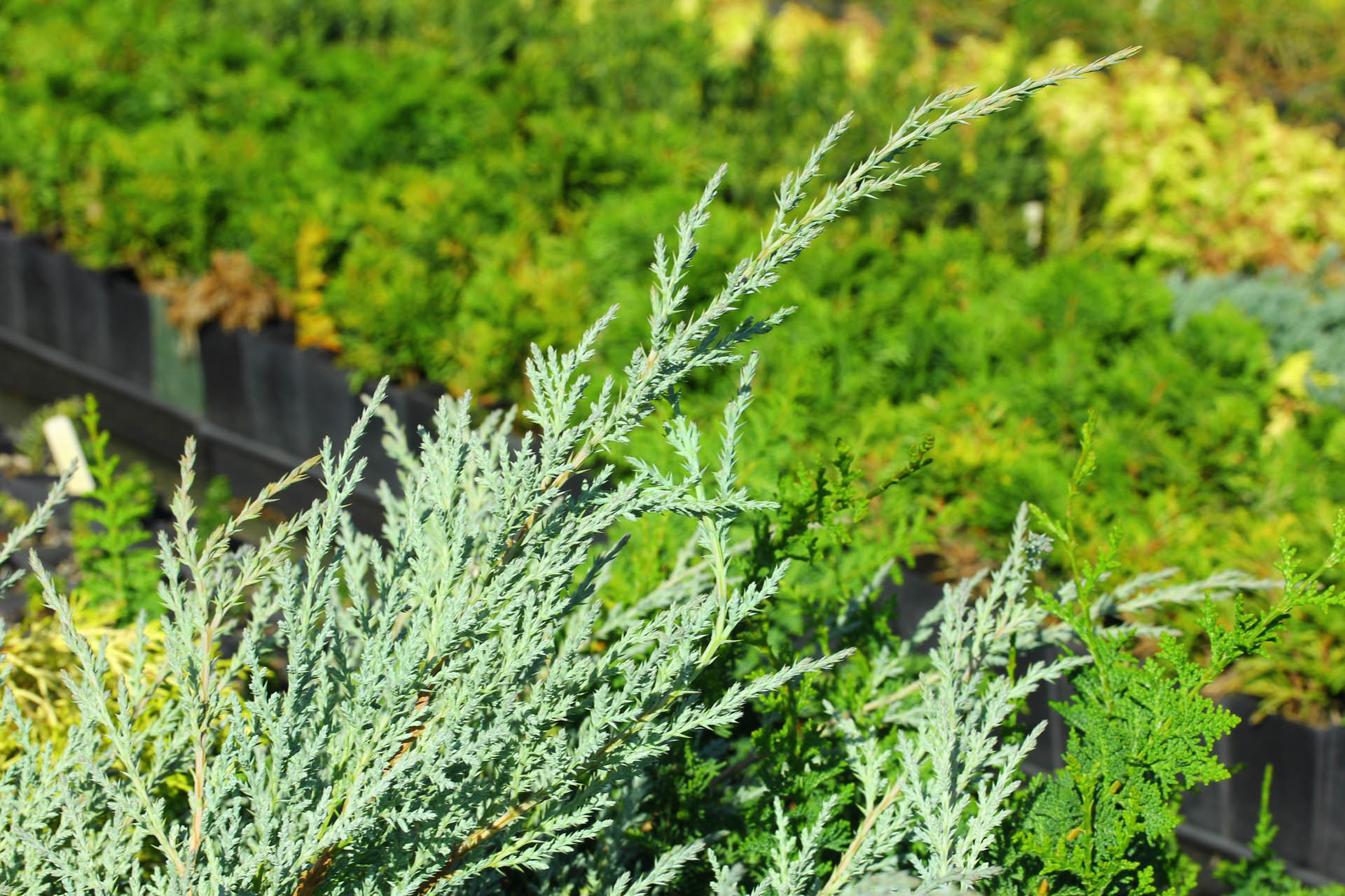 Juniperus-chinensis-Angelica-Blue-Chinese-Juniper-blue-ground-cover