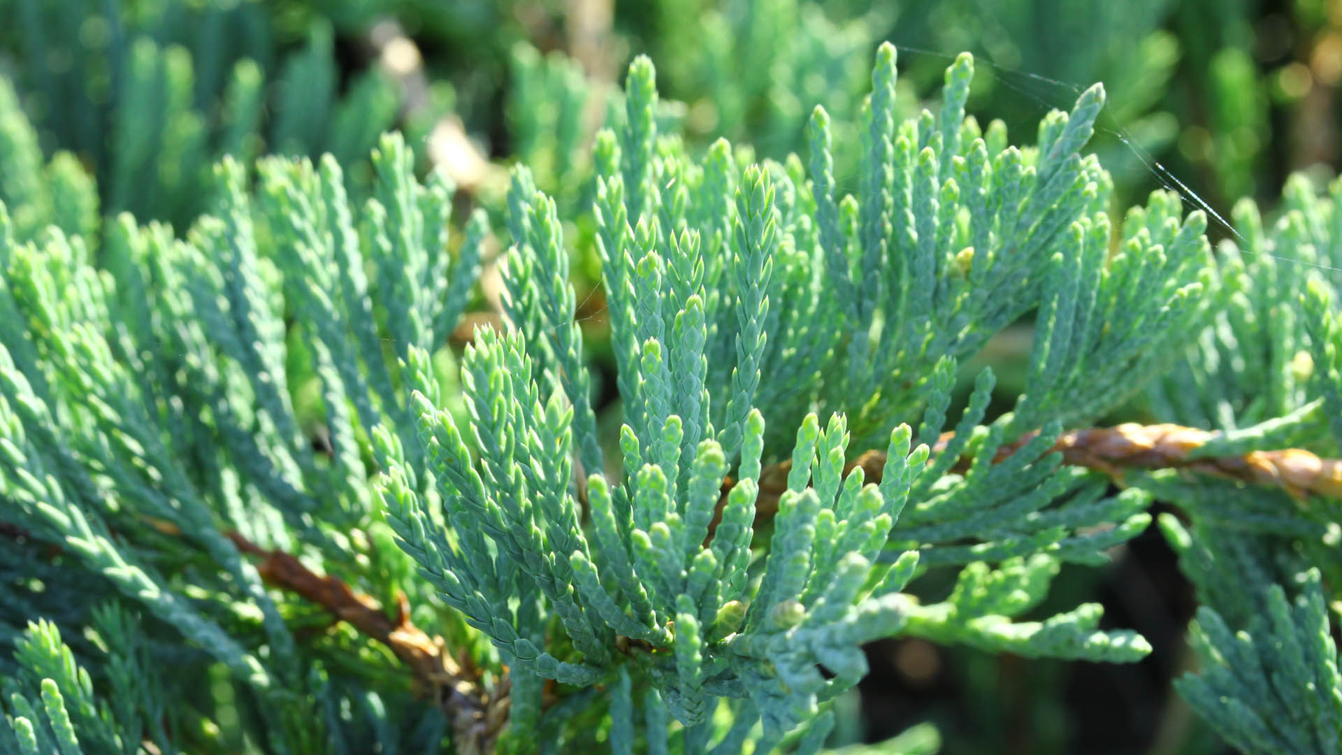 Juniperus-horizontalis-Glacier-Creeping-Juniper-blue-ground-cover