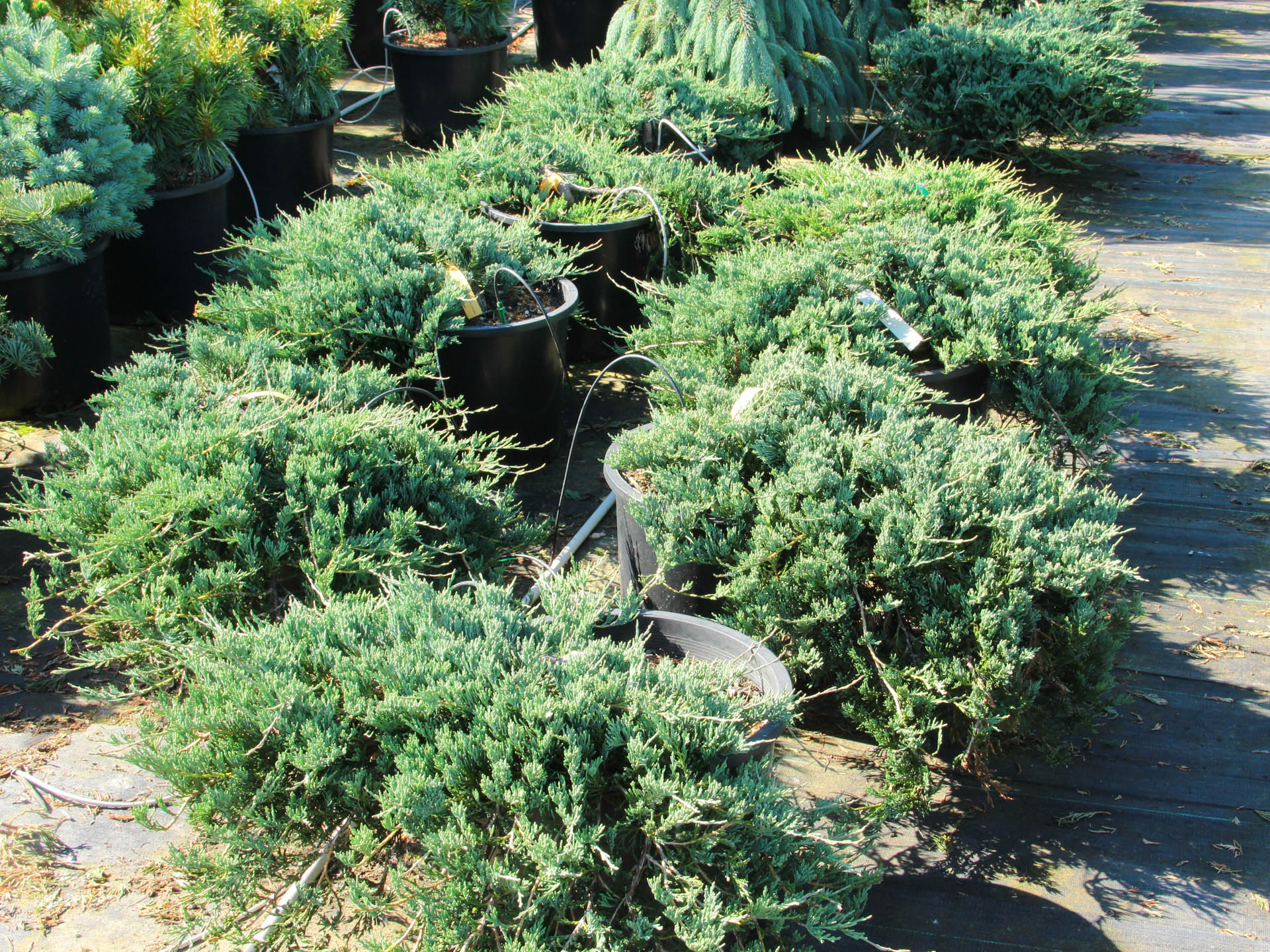 Juniperus-horizontalis-Glacier-Creeping-Juniper-blue-ground-cover