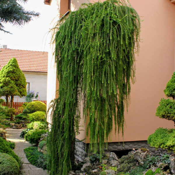 Larix decidua 'Puli' European Larch