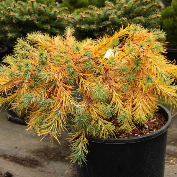 Larix kaempferi 'Wolterdingen' Japanese Larch