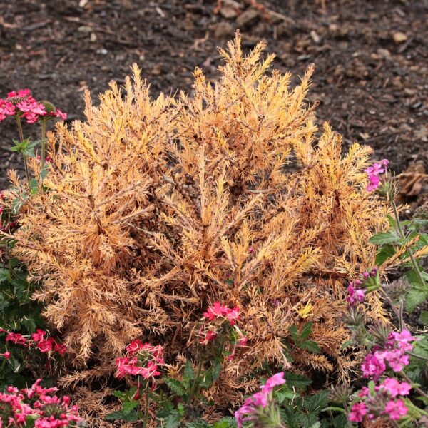 Larix laricina 'Big Mama' American Larch
