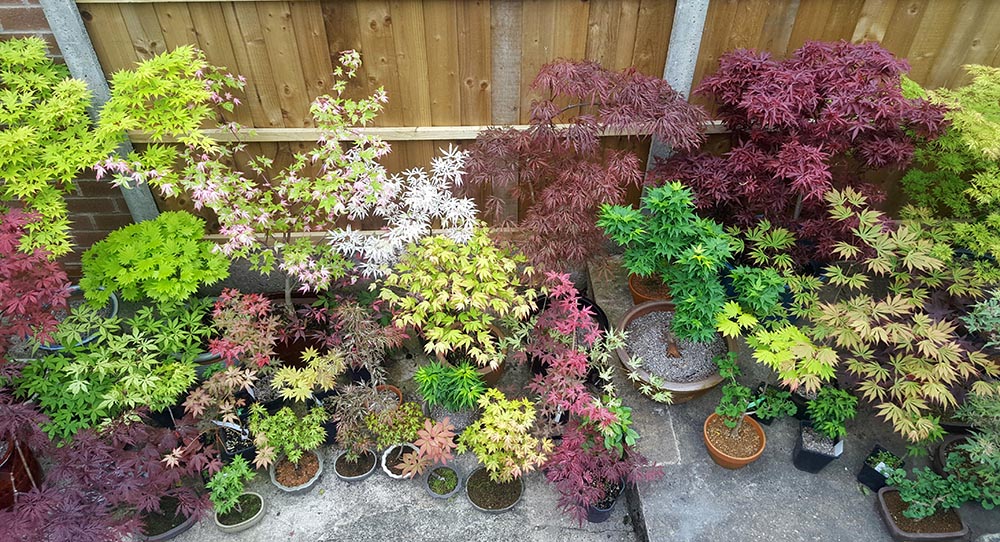 Maples-ginkgo-bonsai-in-containers-on-patio-garden-AR