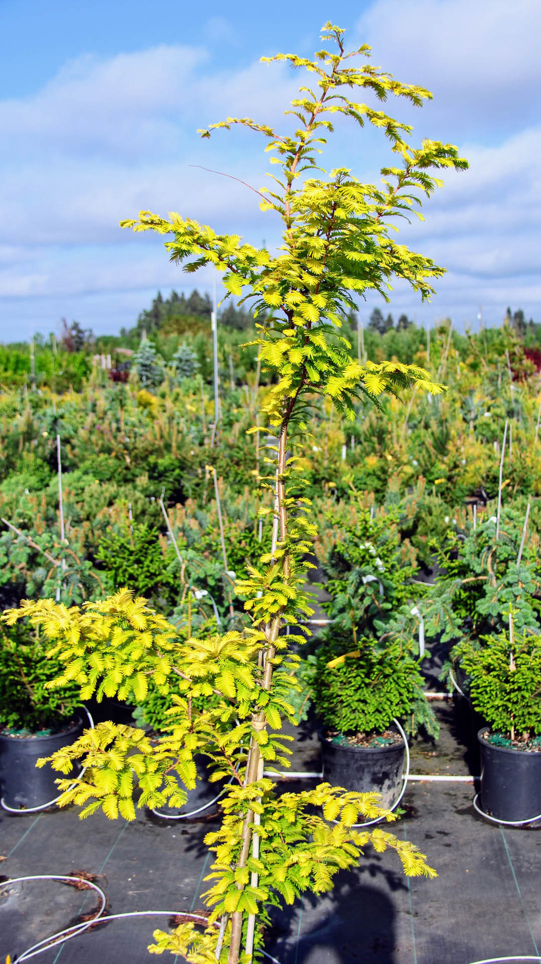 Metasequoia glyptostroboides 'Gold Rush' Dawn Redwood Conifer Kingdom