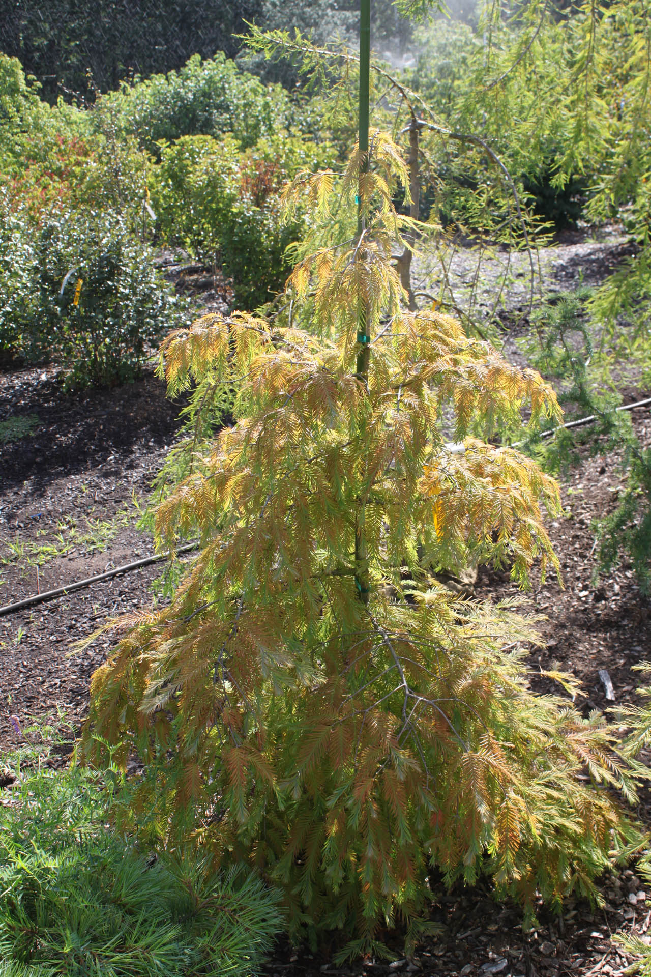 metasequoia glyptostroboides branch