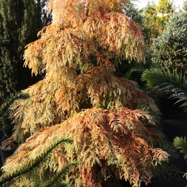 Metasequoia glyptostroboides 'Miss Grace' Dawn Redwood