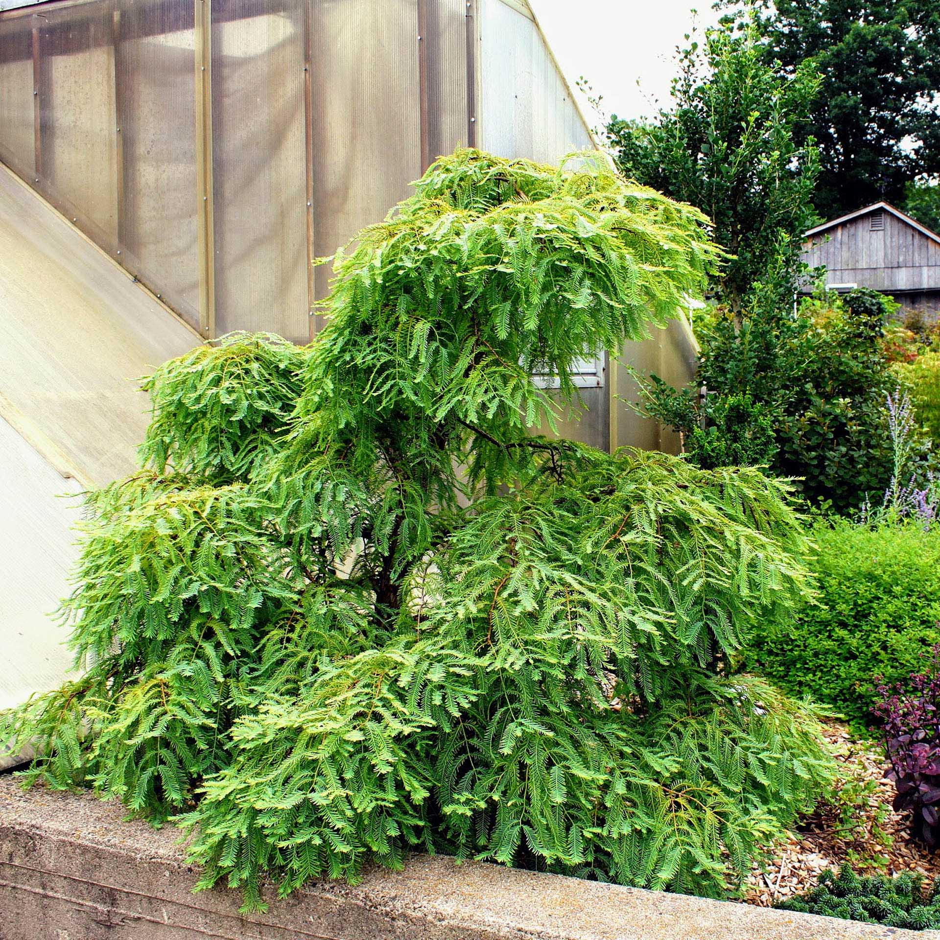 metasequoia glyptostroboides growth rate